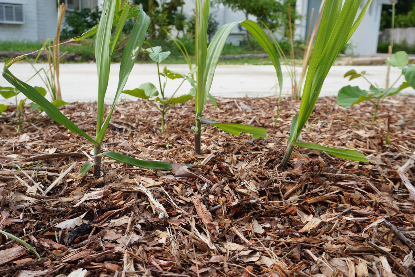 Thai Purple Sugarcane