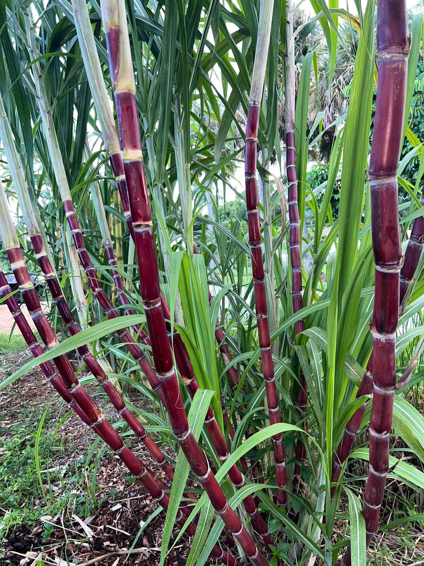 Kava Rangi Sugarcane