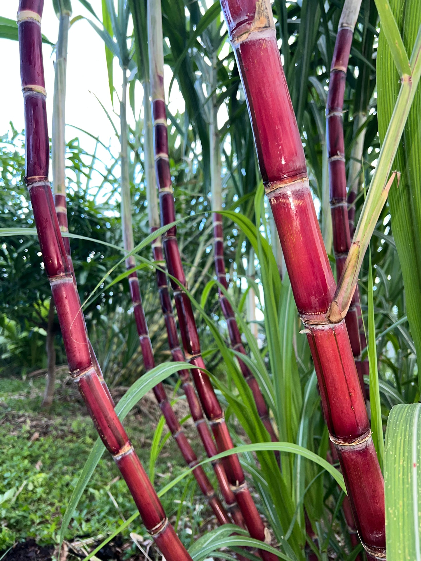 Kava Rangi Sugarcane
