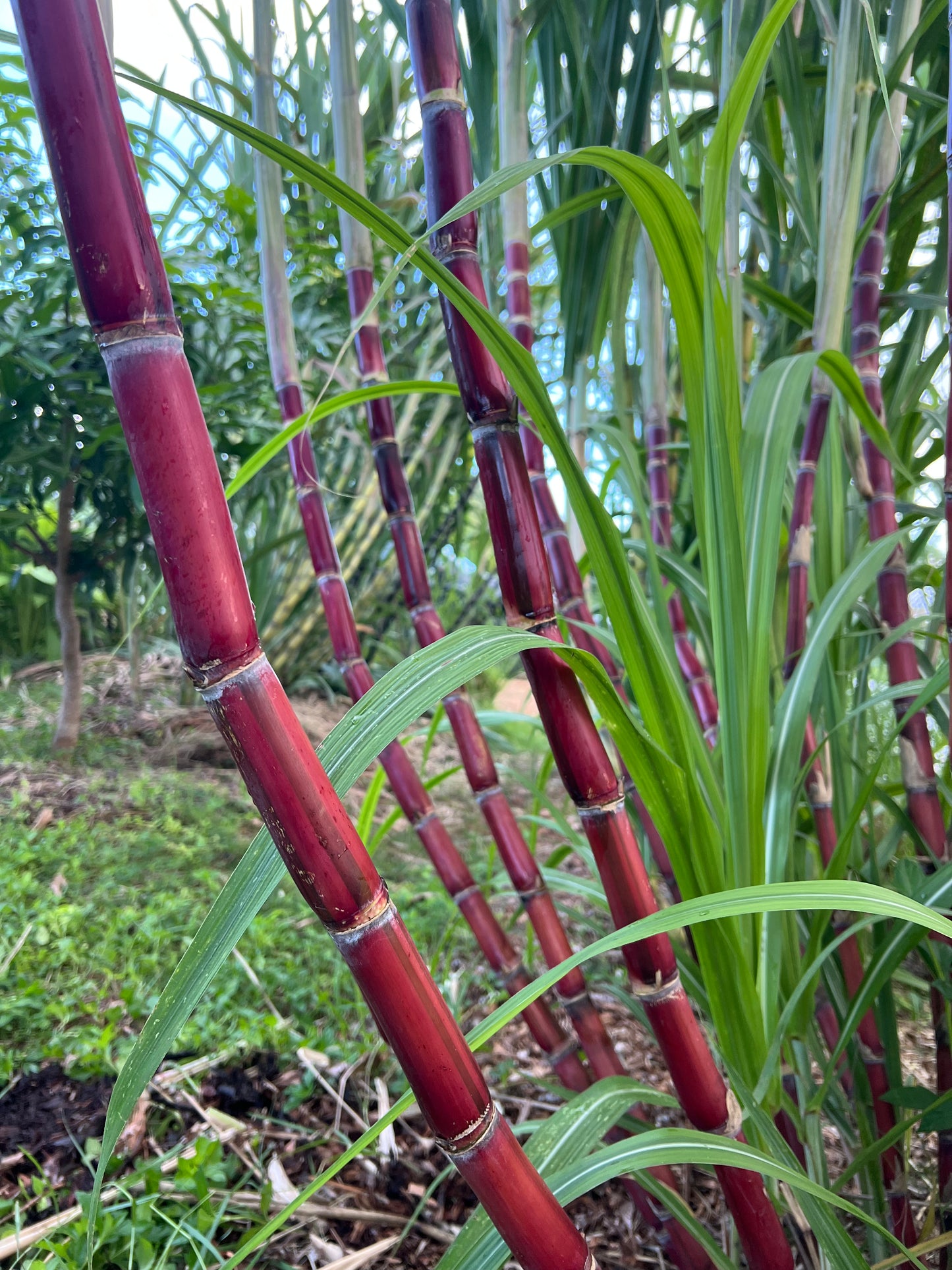 Kava Rangi Sugarcane