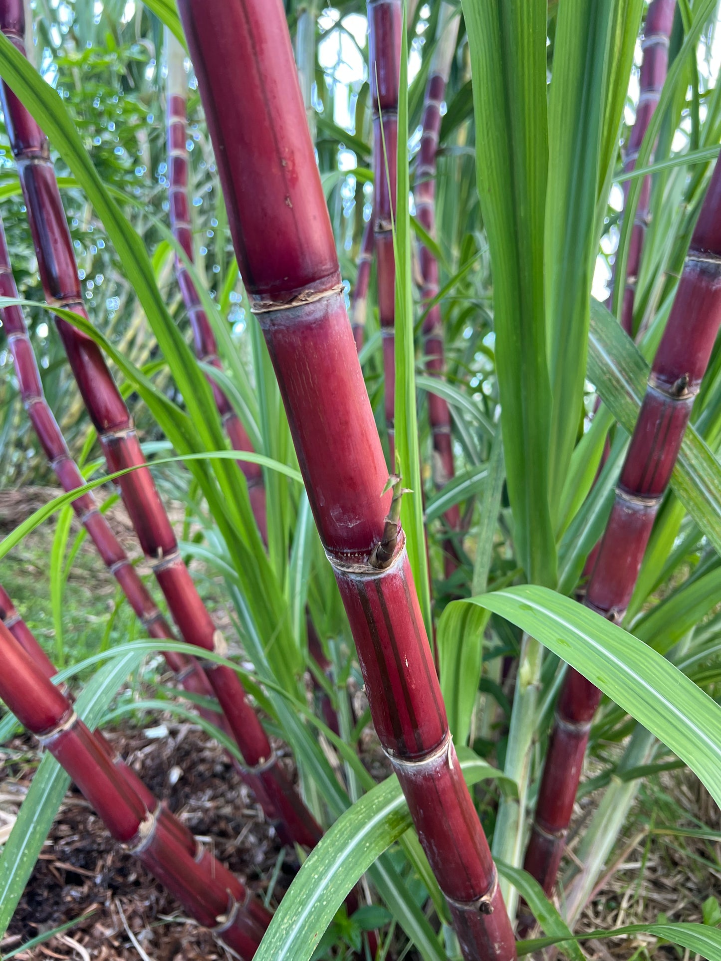 Kava Rangi Sugarcane