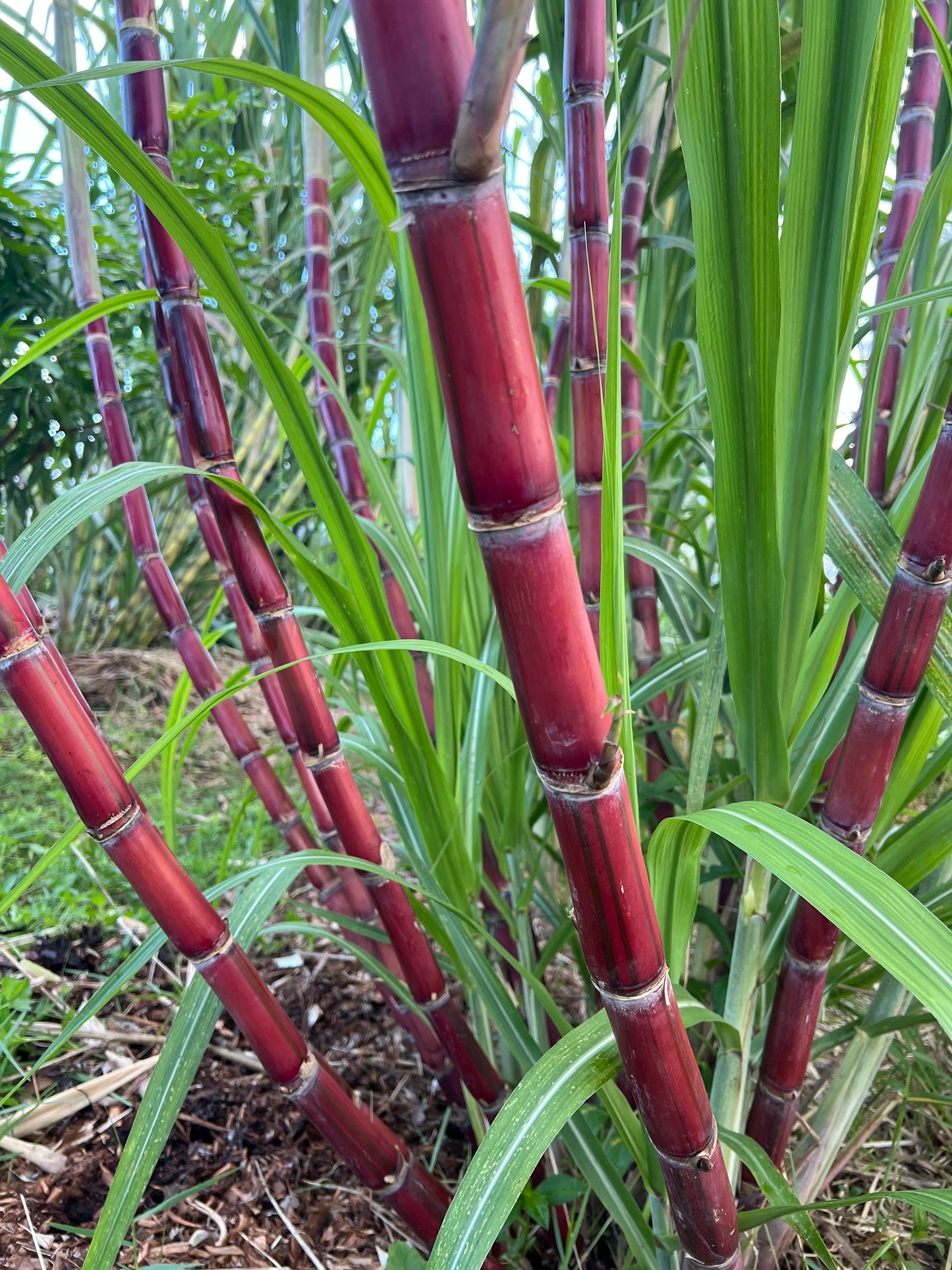 Kava Rangi Sugarcane