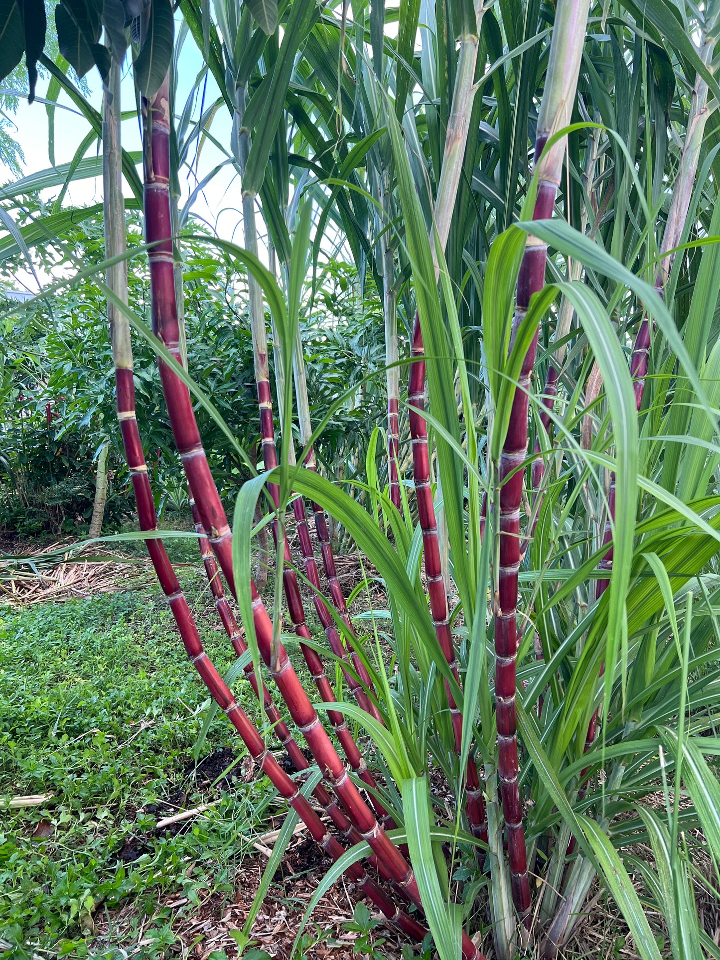 Kava Rangi Sugarcane