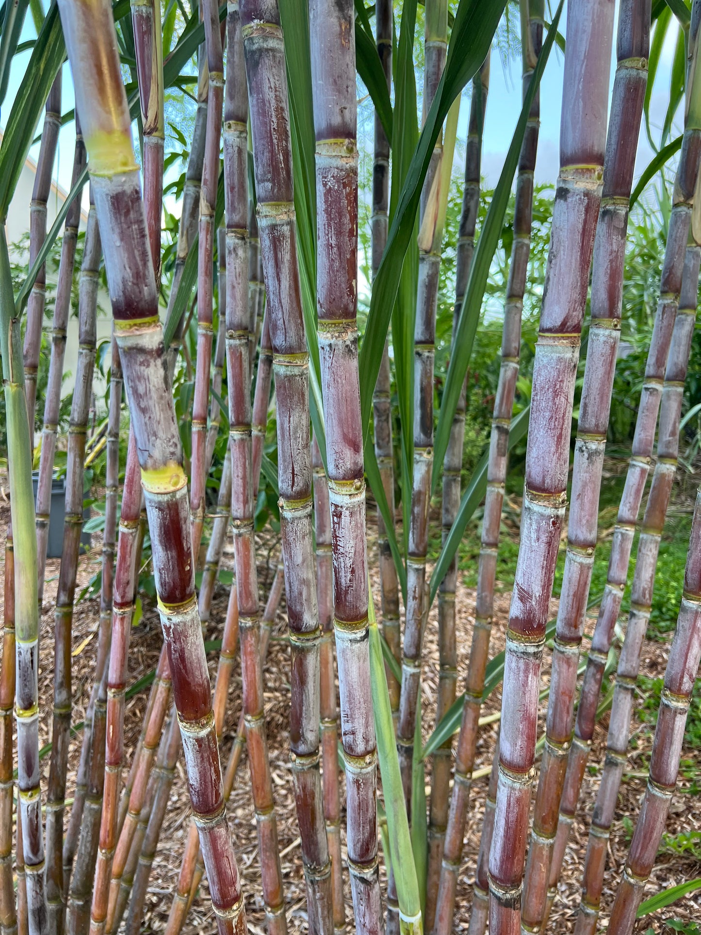 Black Innes Sugarcane