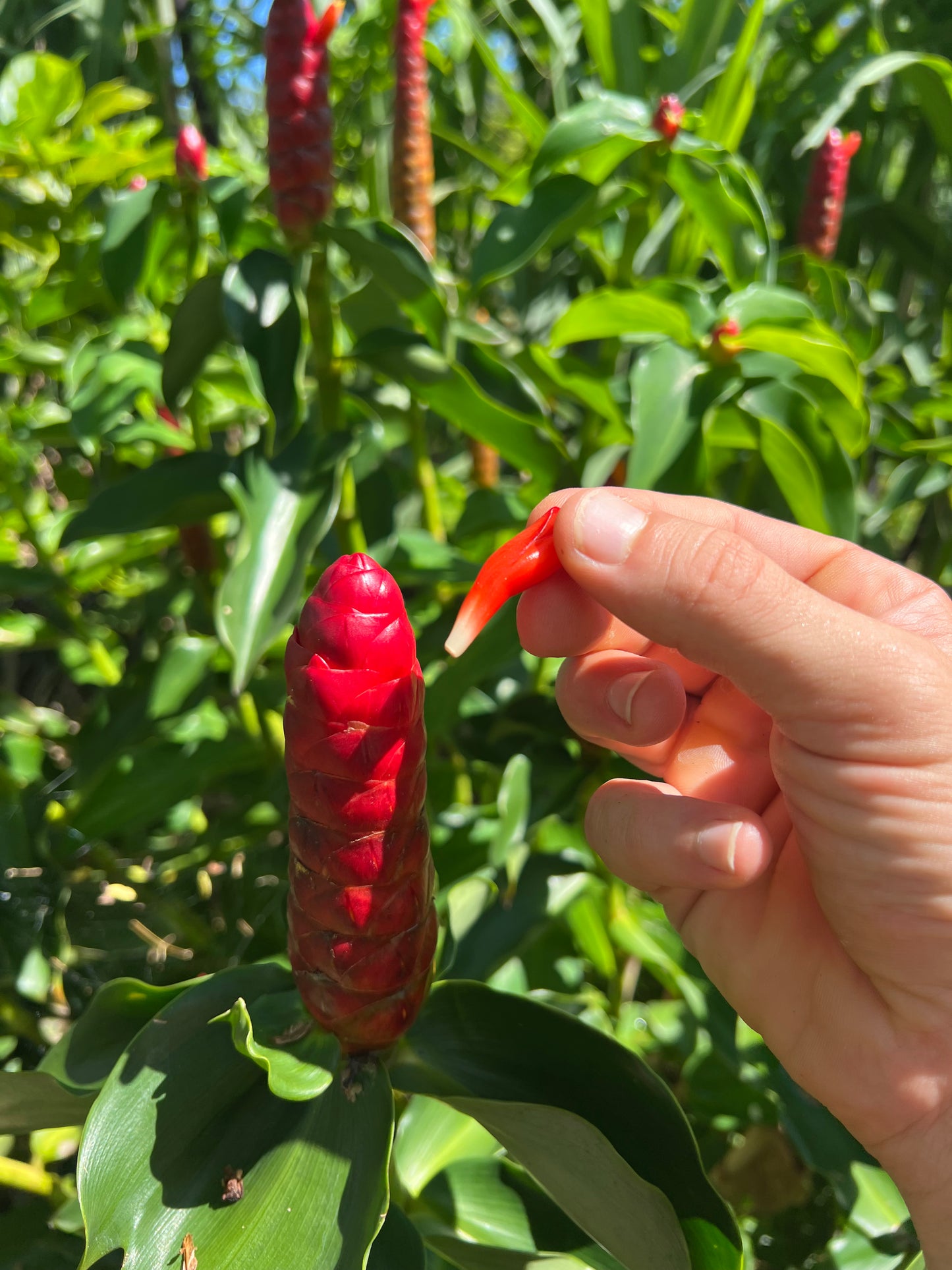 Spiral Ginger Root