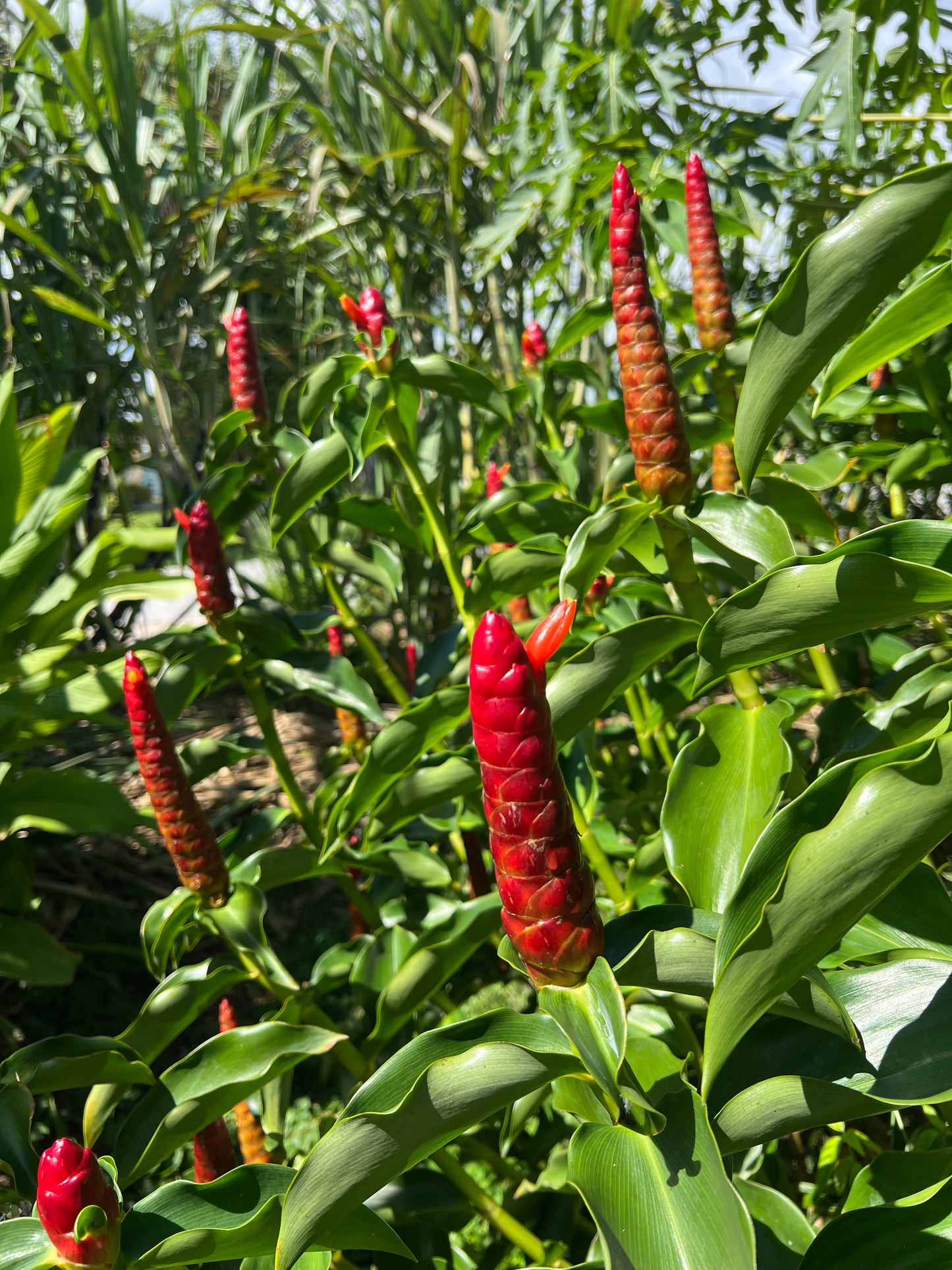 Spiral Ginger Root