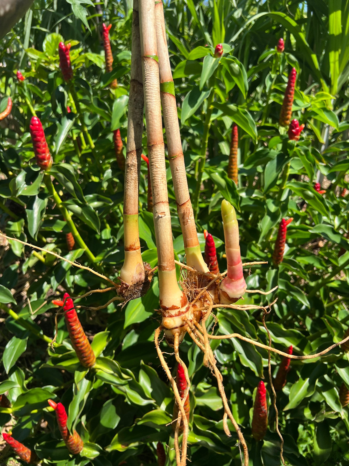 Spiral Ginger Root