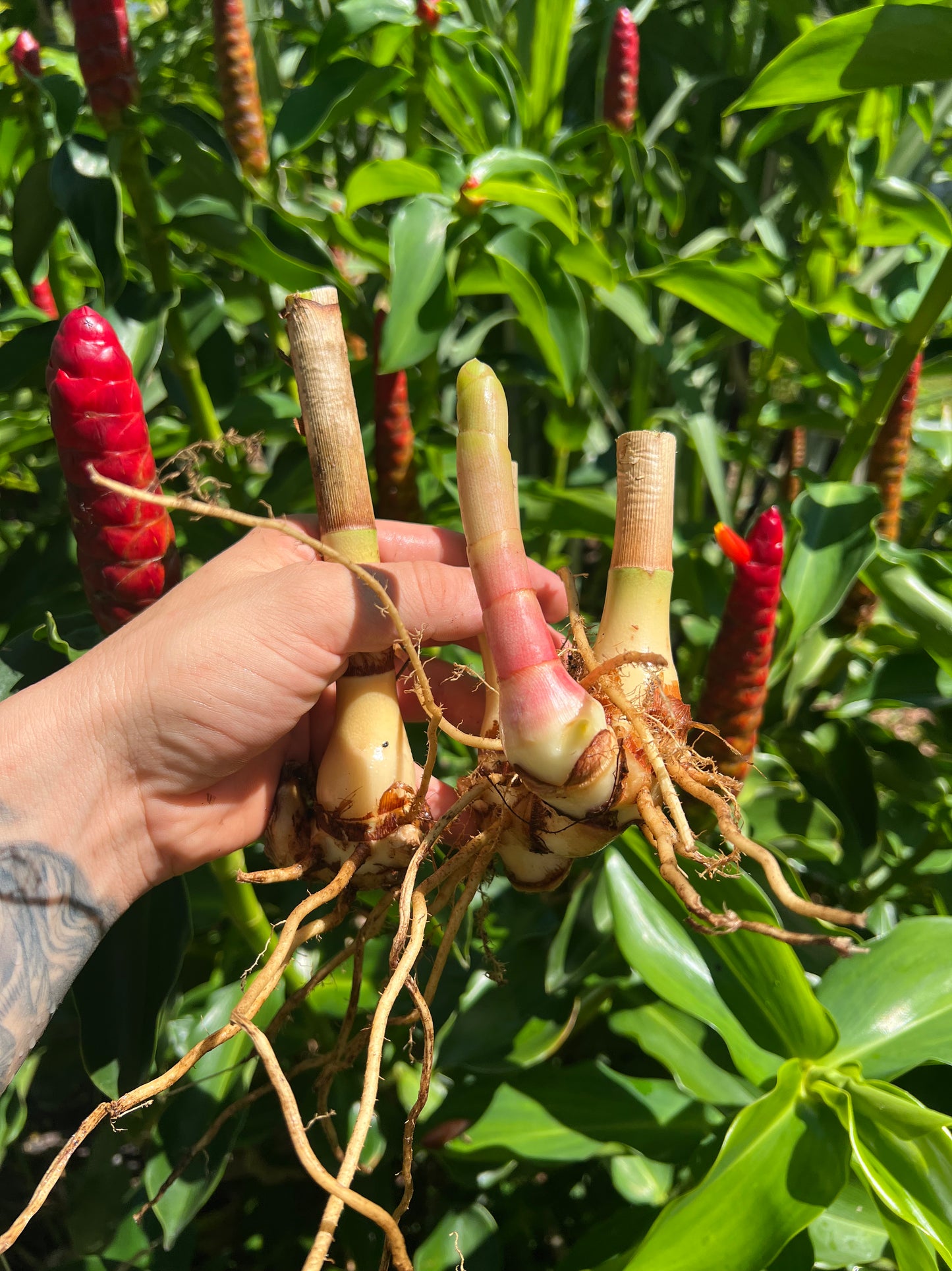 Spiral Ginger Root