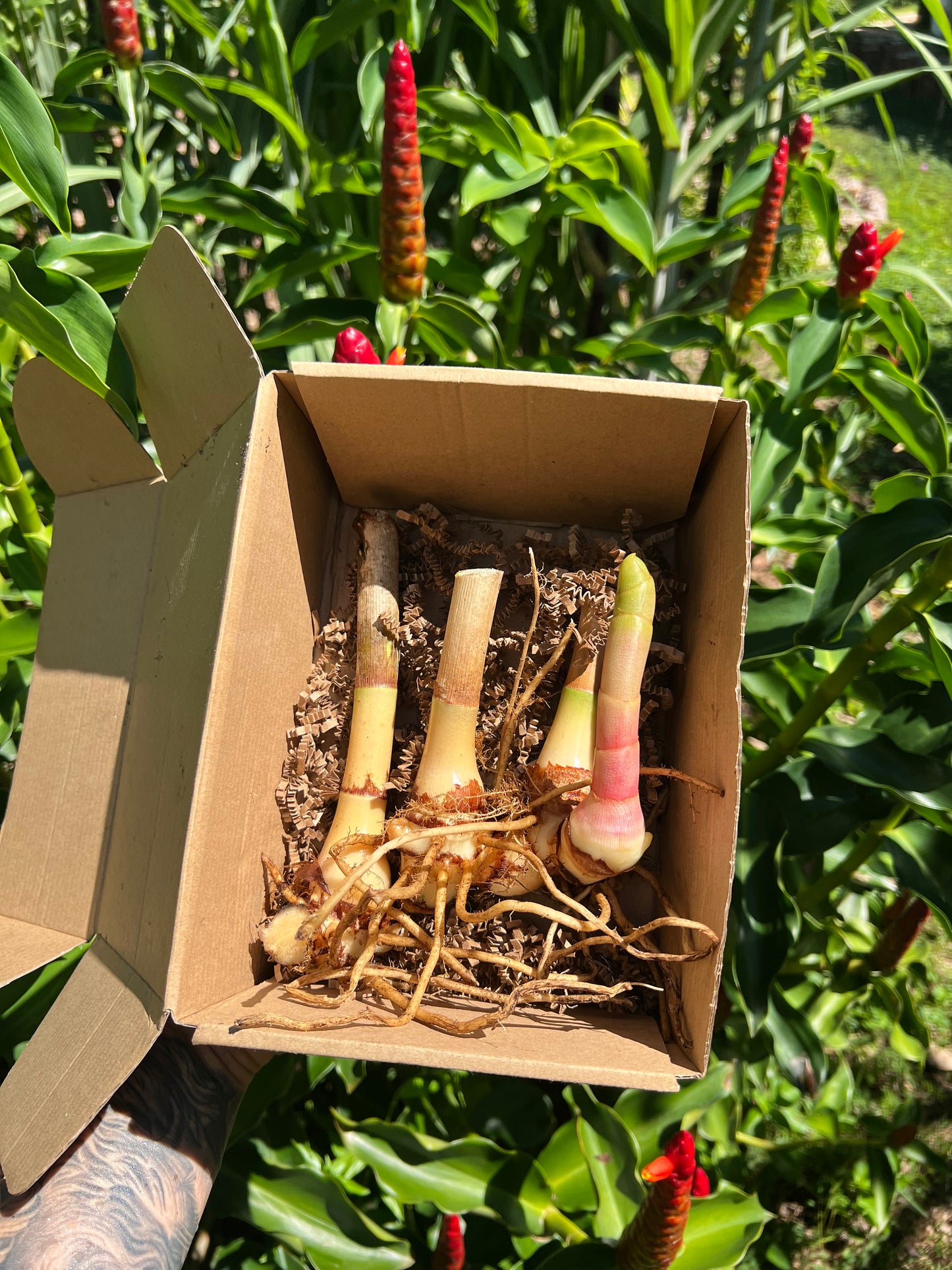 Spiral Ginger Root