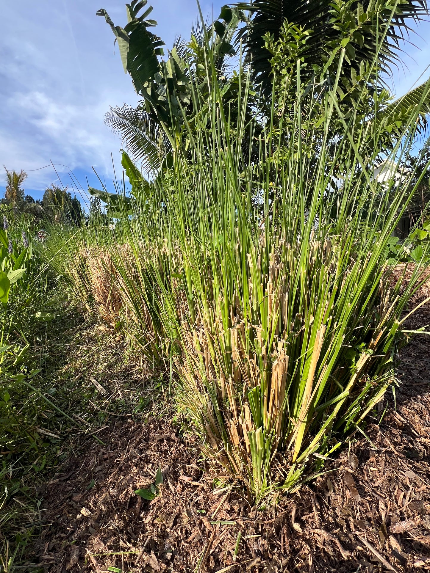 Vetiver Clumping Grass