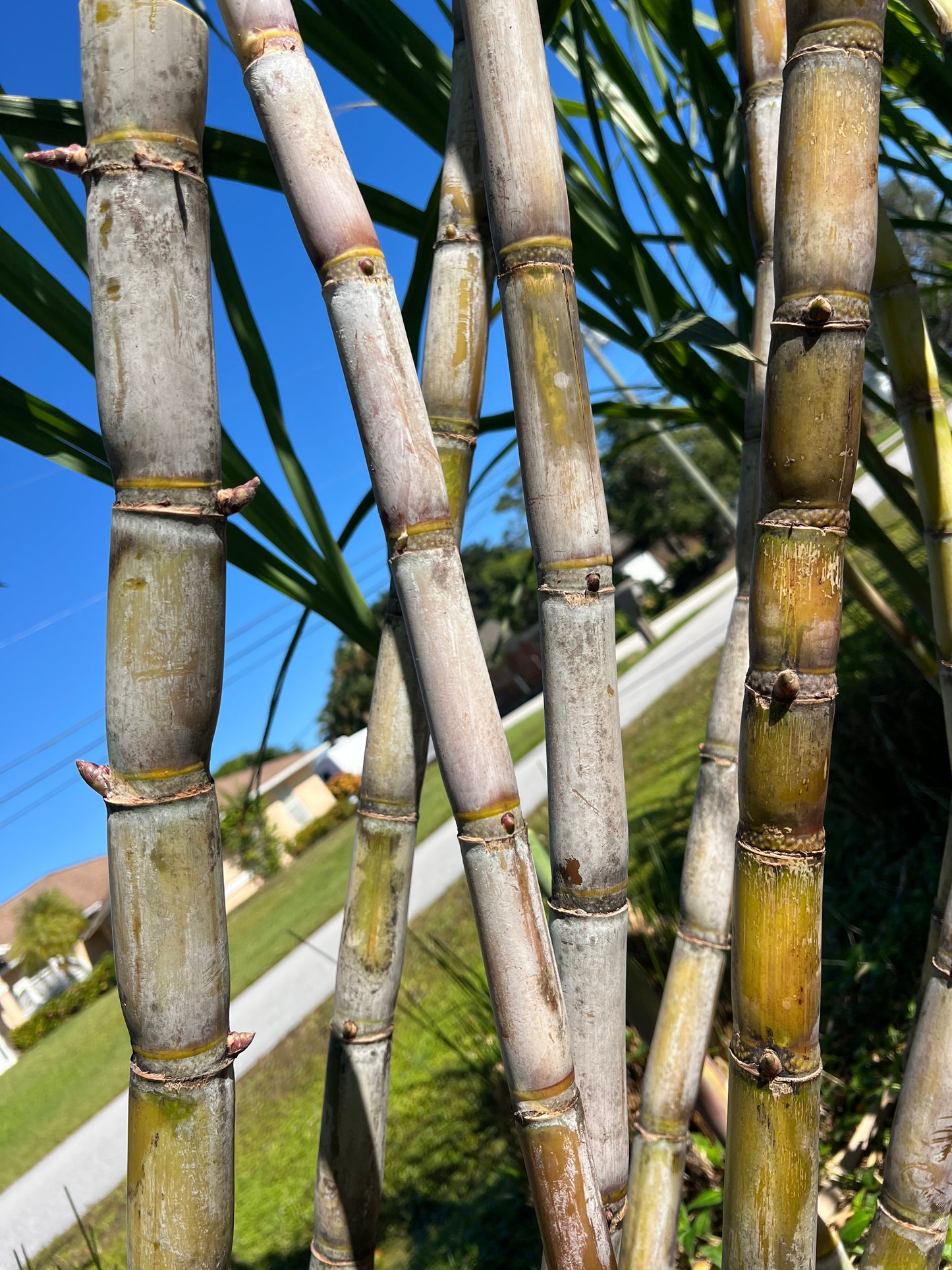 Yue Tang Sugarcane
