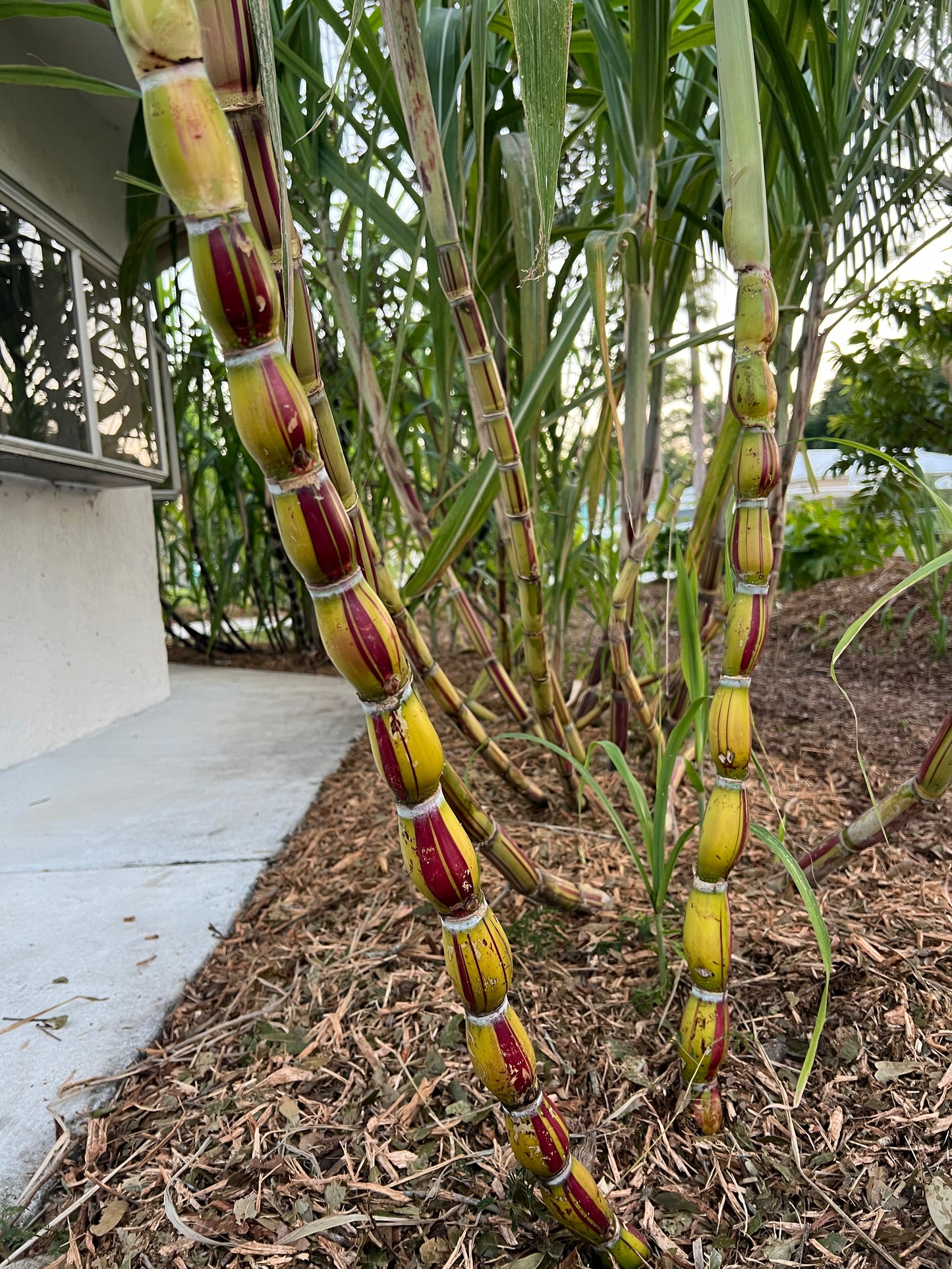 Hilo Buddah Belly Sugarcane
