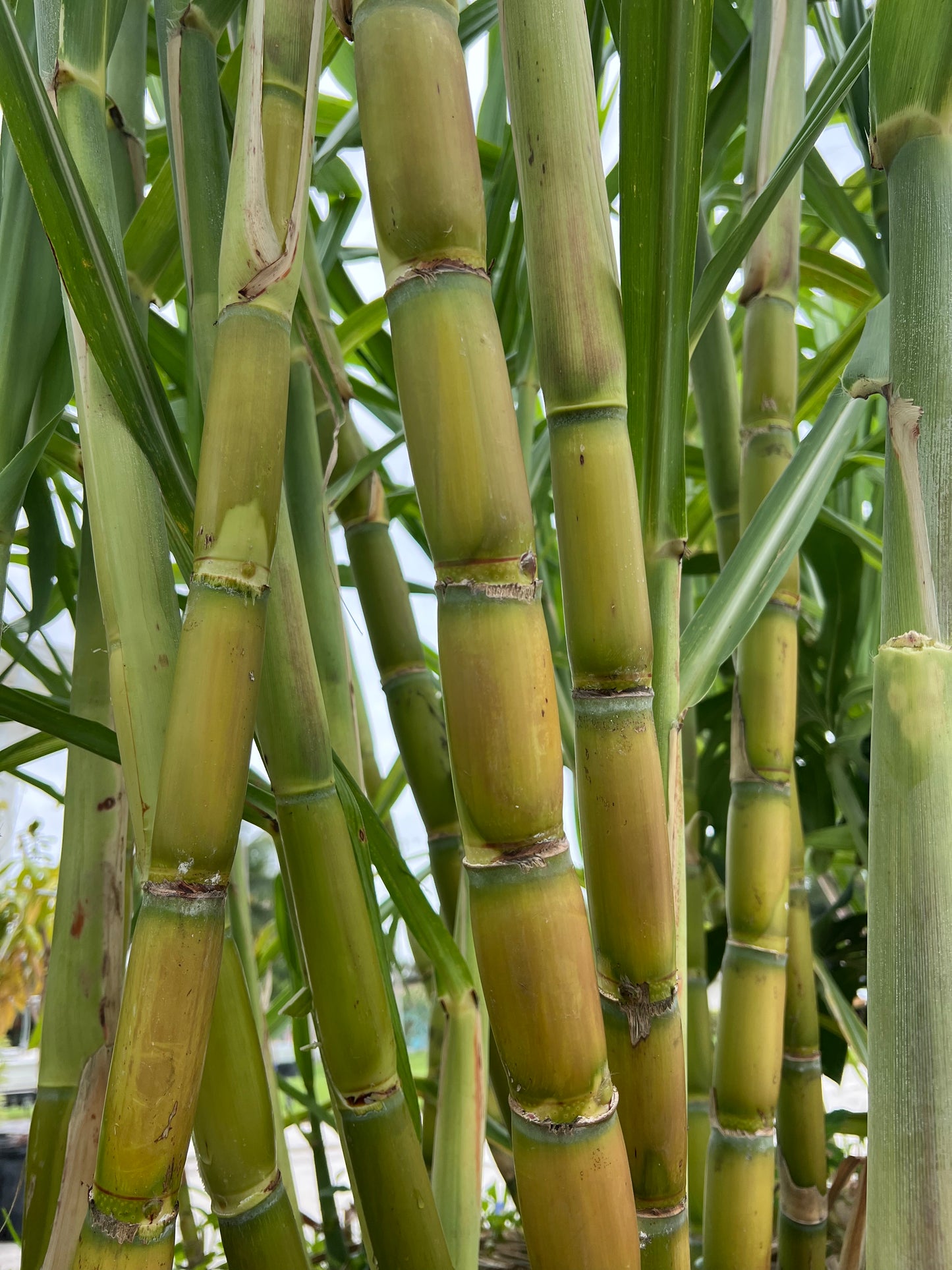 Homeowner Green Sugarcane