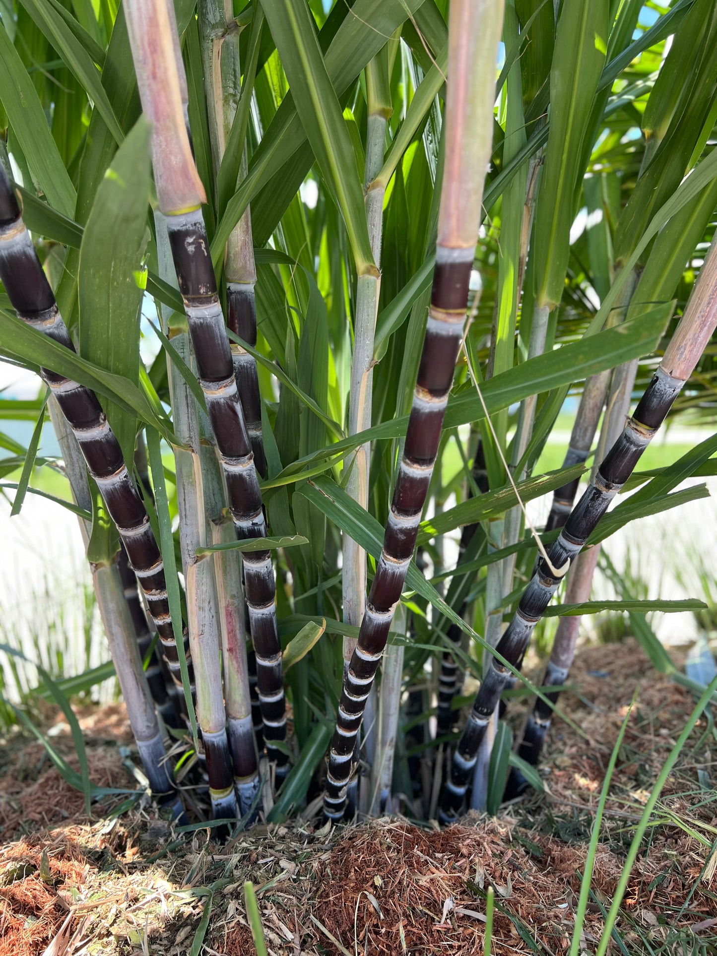 Thai Purple Sugarcane