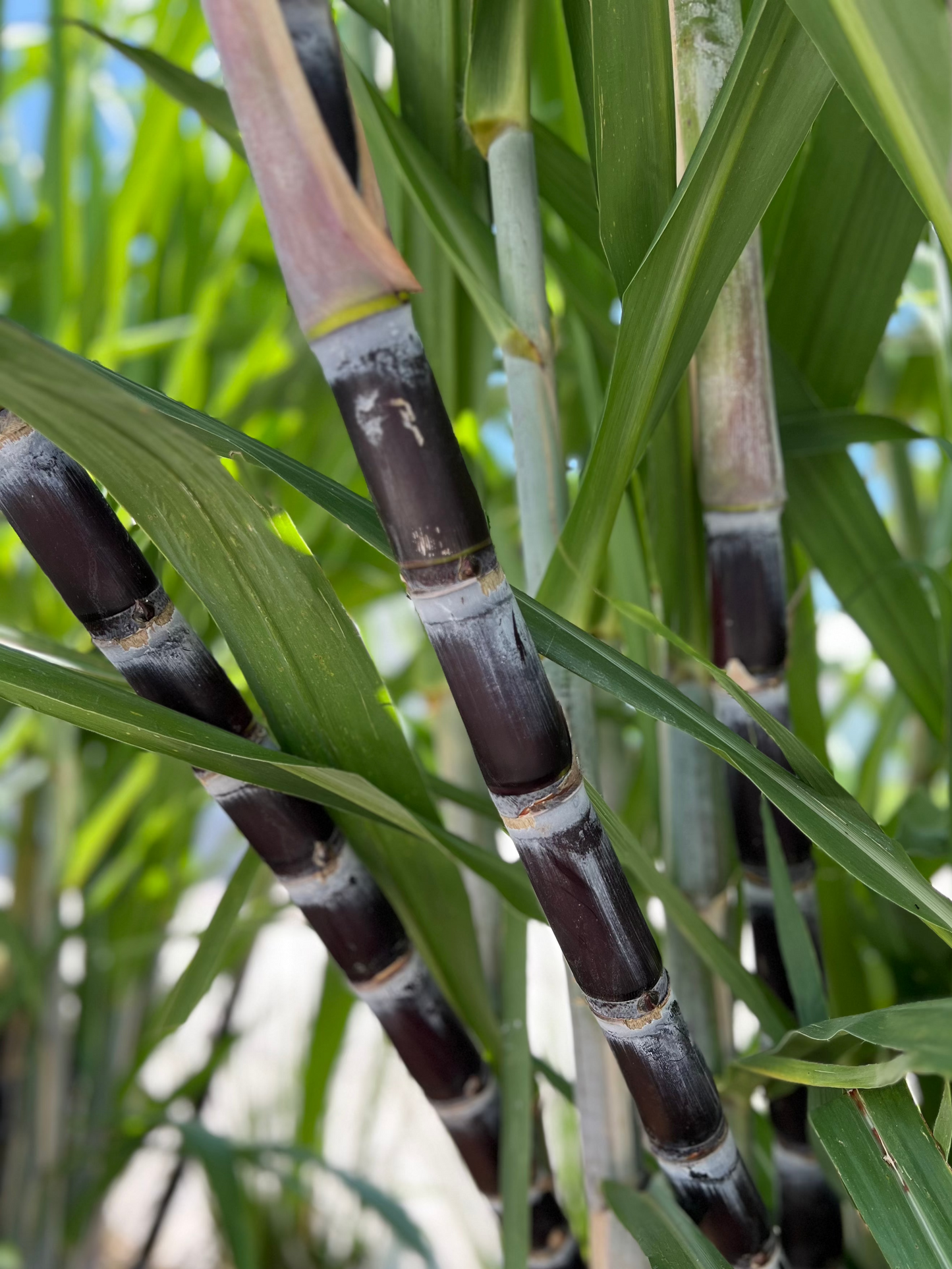 Thai Purple Sugarcane