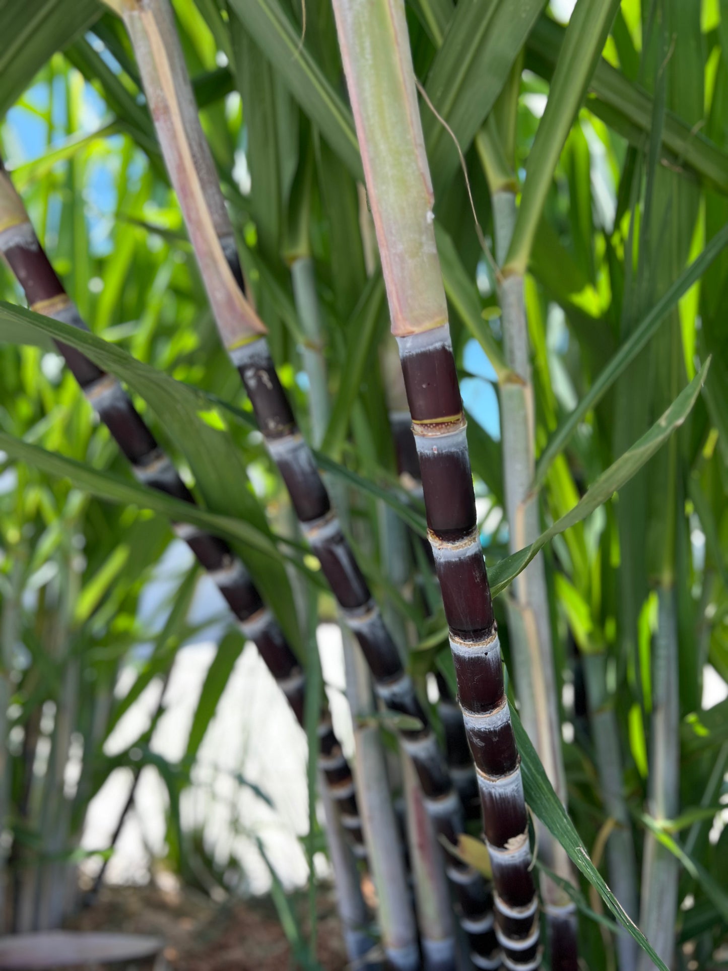 Thai Purple Sugarcane