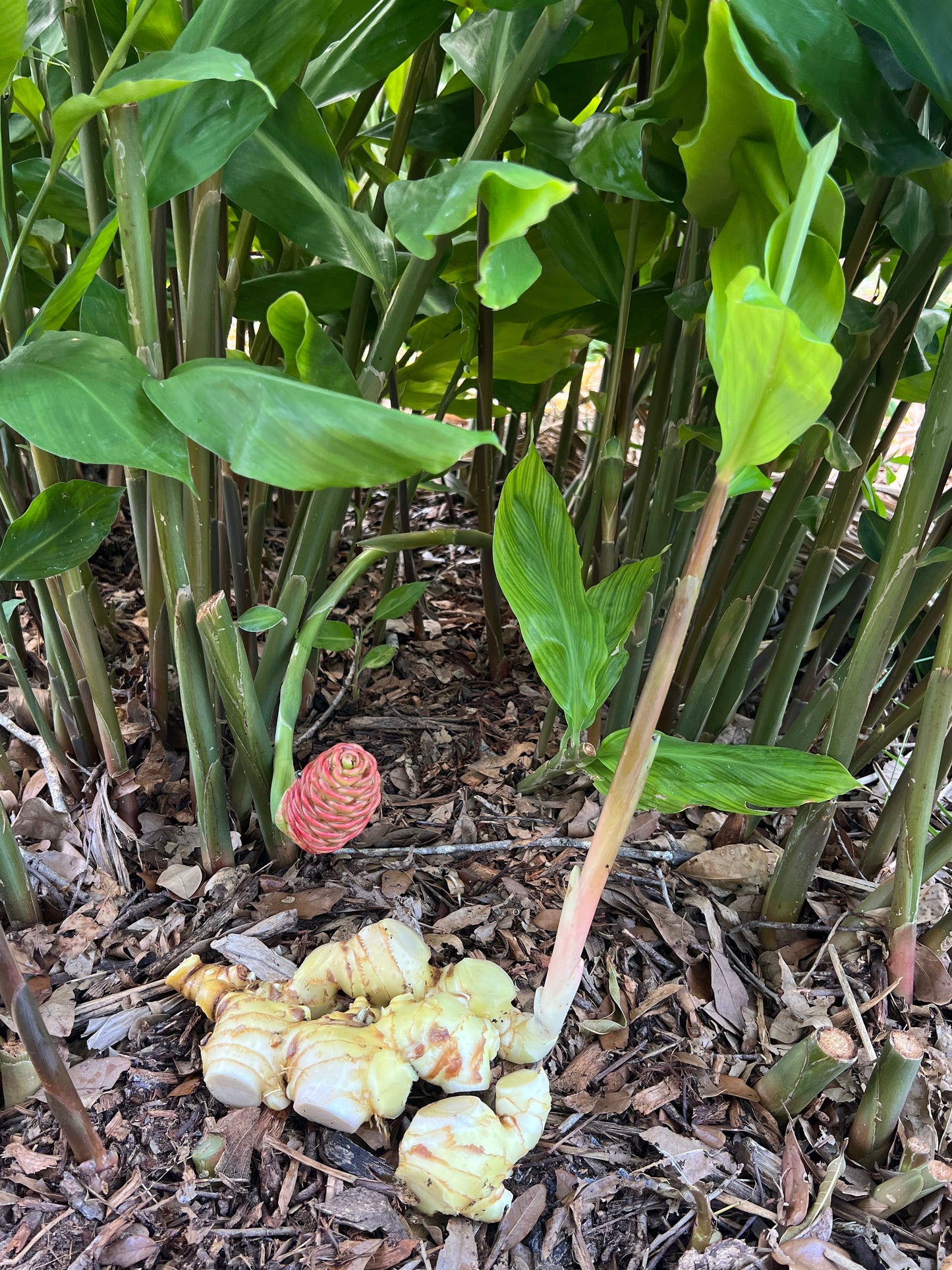 Shampoo Ginger Root