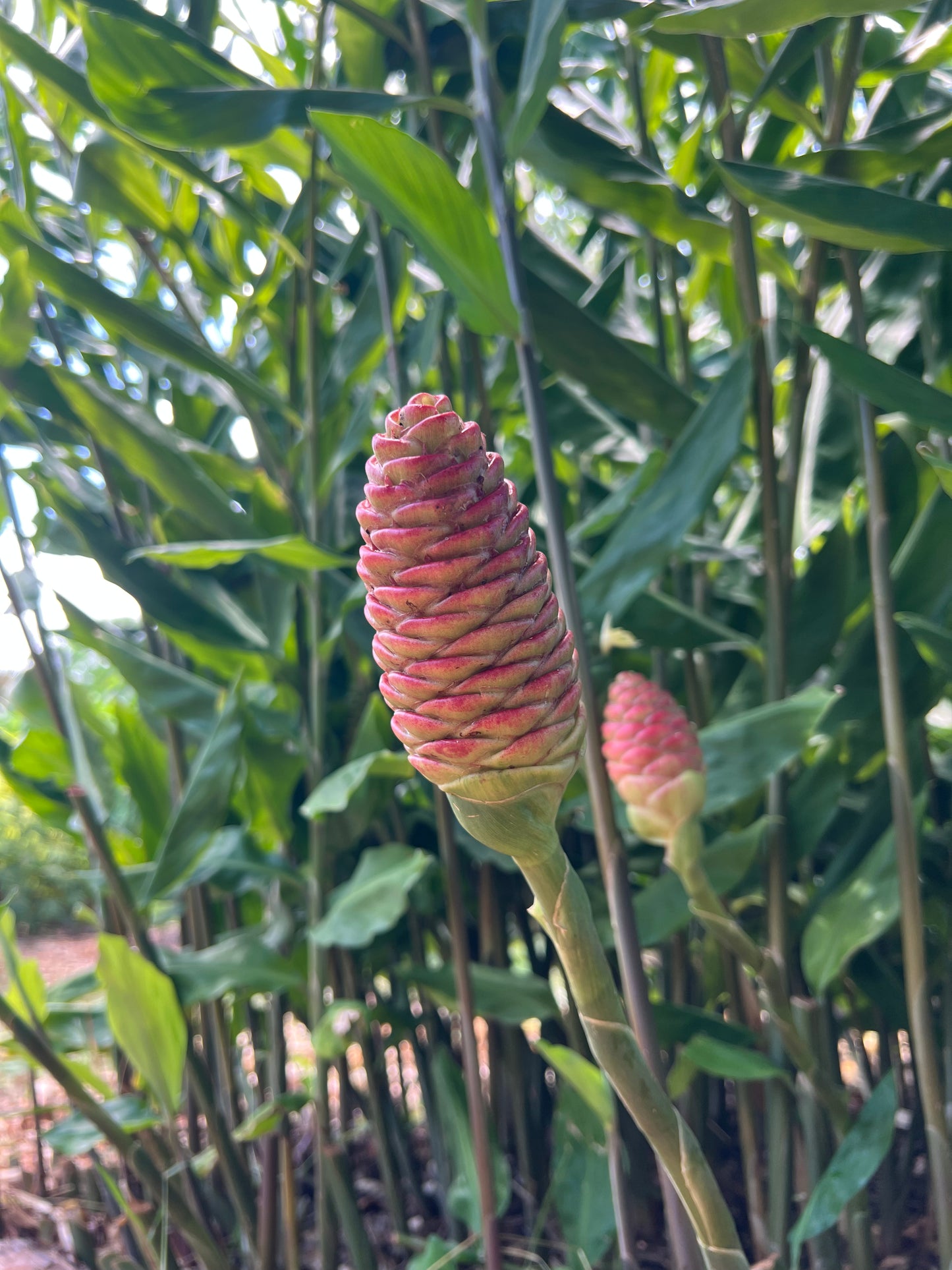 Shampoo Ginger Root