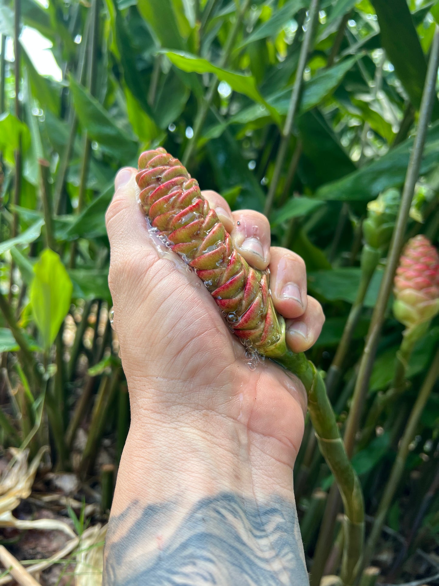 Shampoo Ginger Root