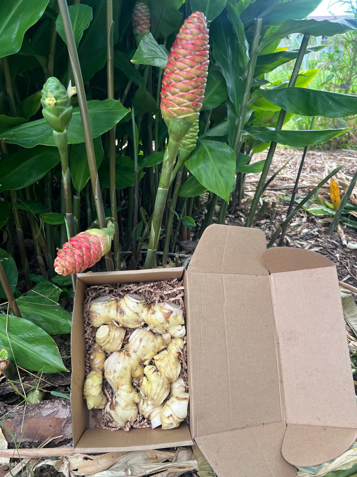Shampoo Ginger Root