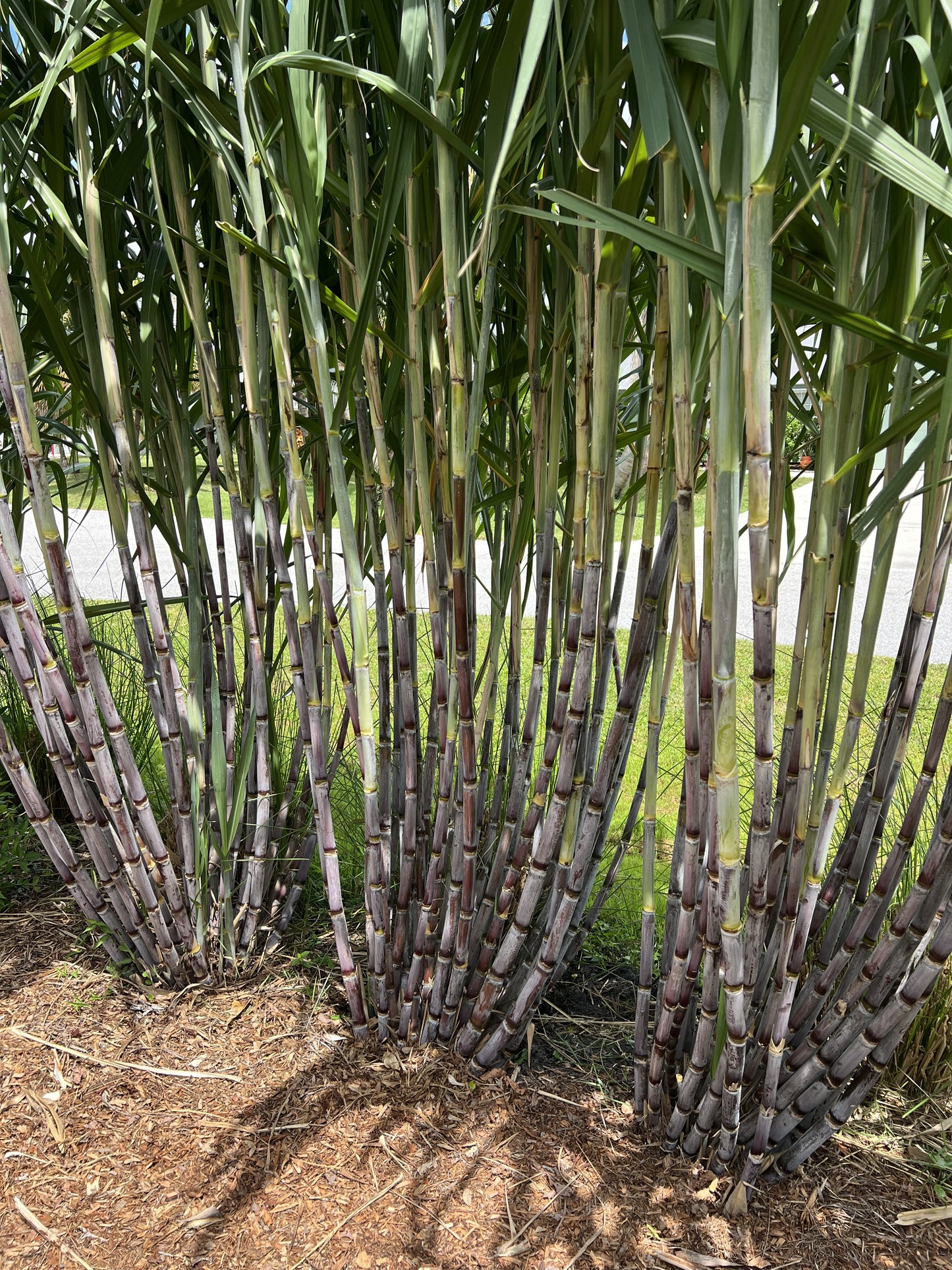 Grimal Grove Red Sugarcane