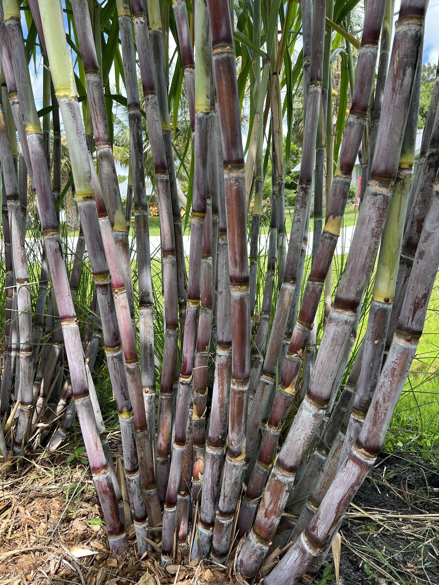 Grimal Grove Red Sugarcane