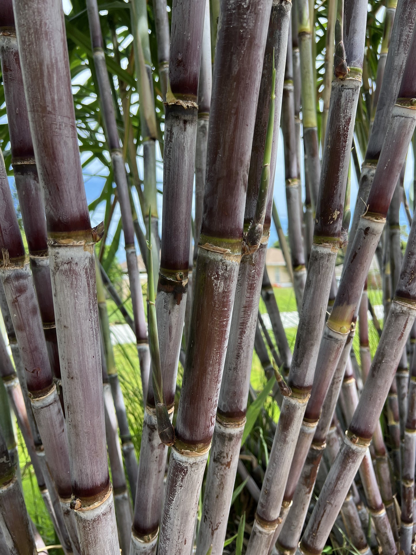 Grimal Grove Red Sugarcane