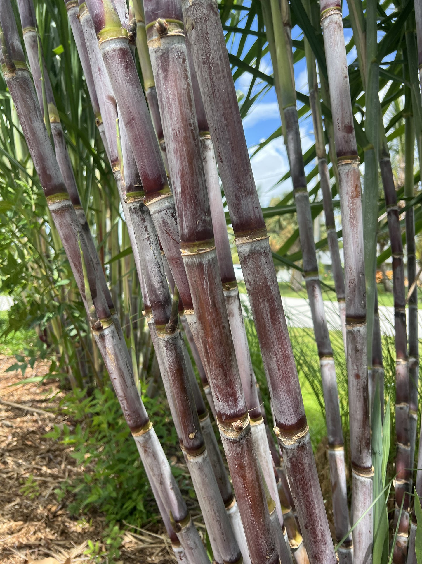 Grimal Grove Red Sugarcane