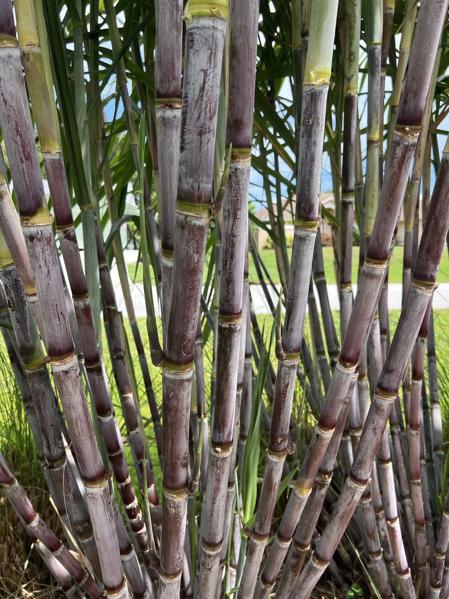 Grimal Grove Red Sugarcane