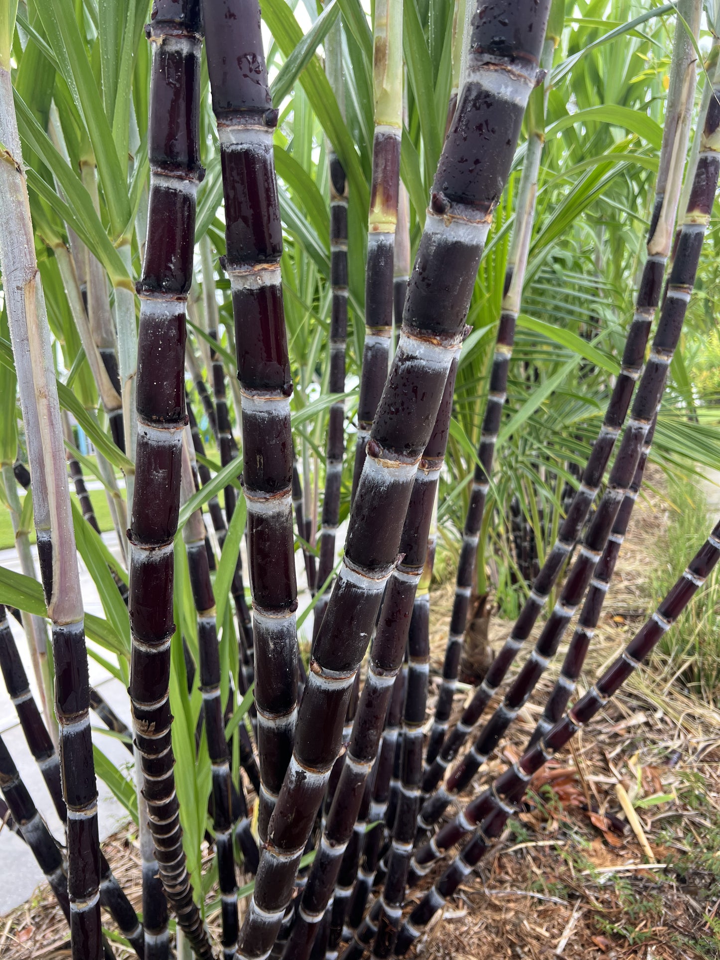 Thai Purple Sugarcane