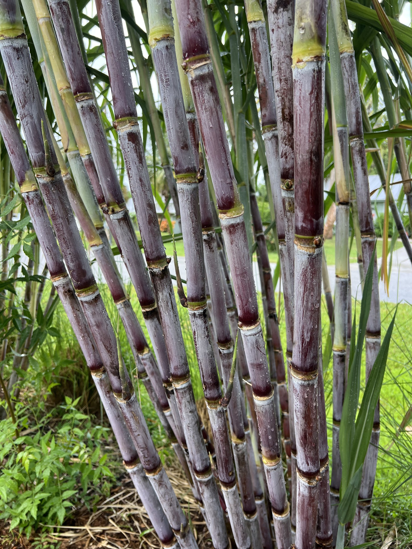 Grimal Grove Red Sugarcane