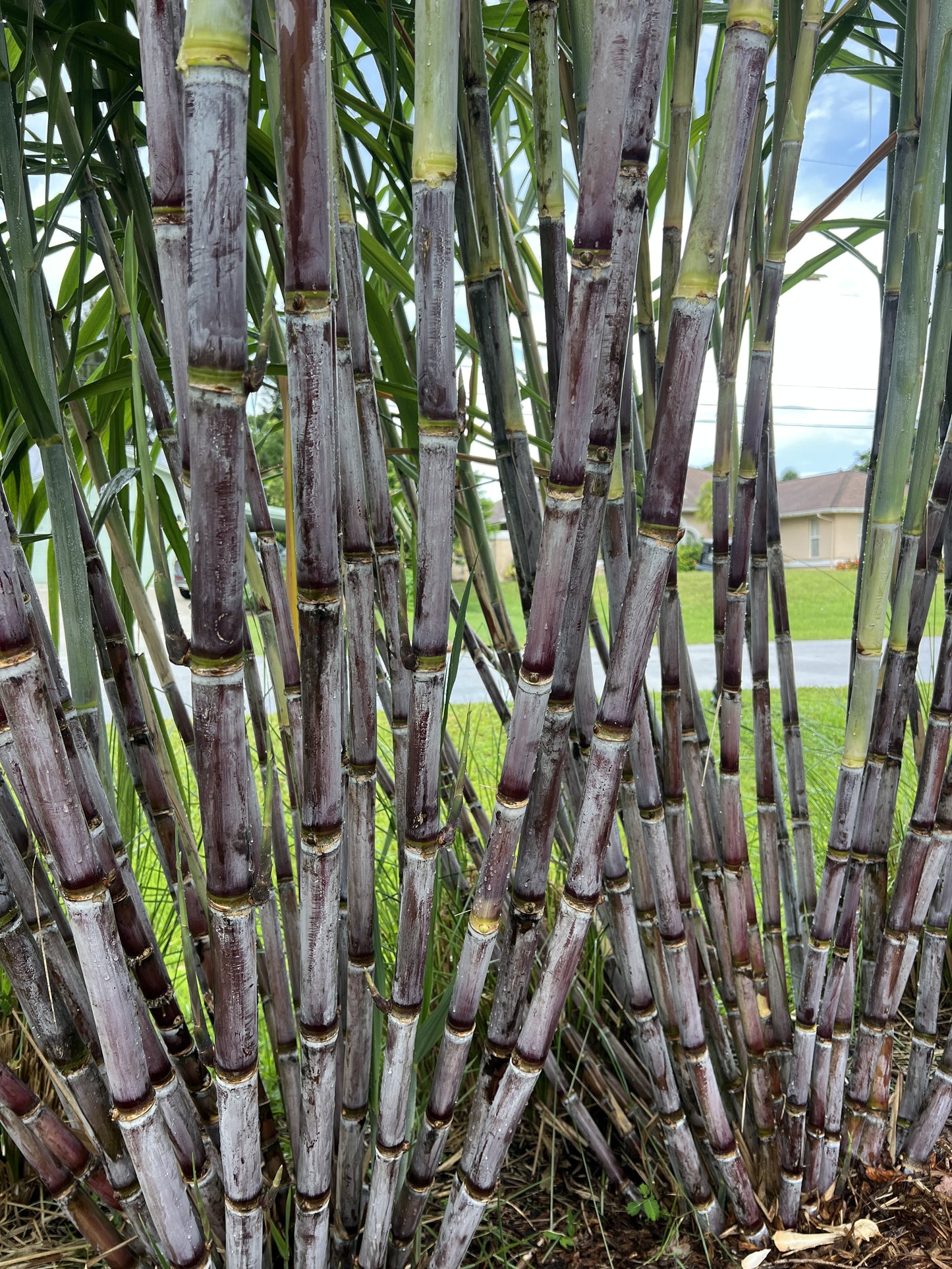 Grimal Grove Red Sugarcane
