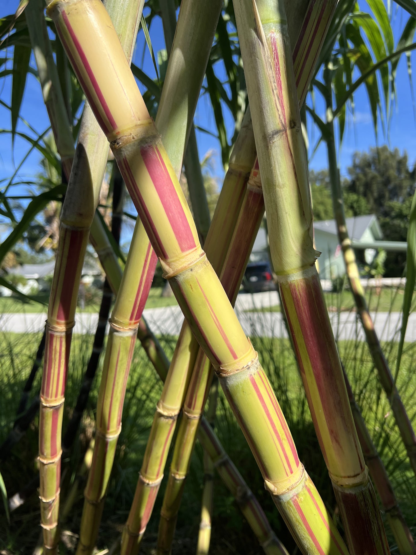 Jamaican Red Stripe Sugarcane