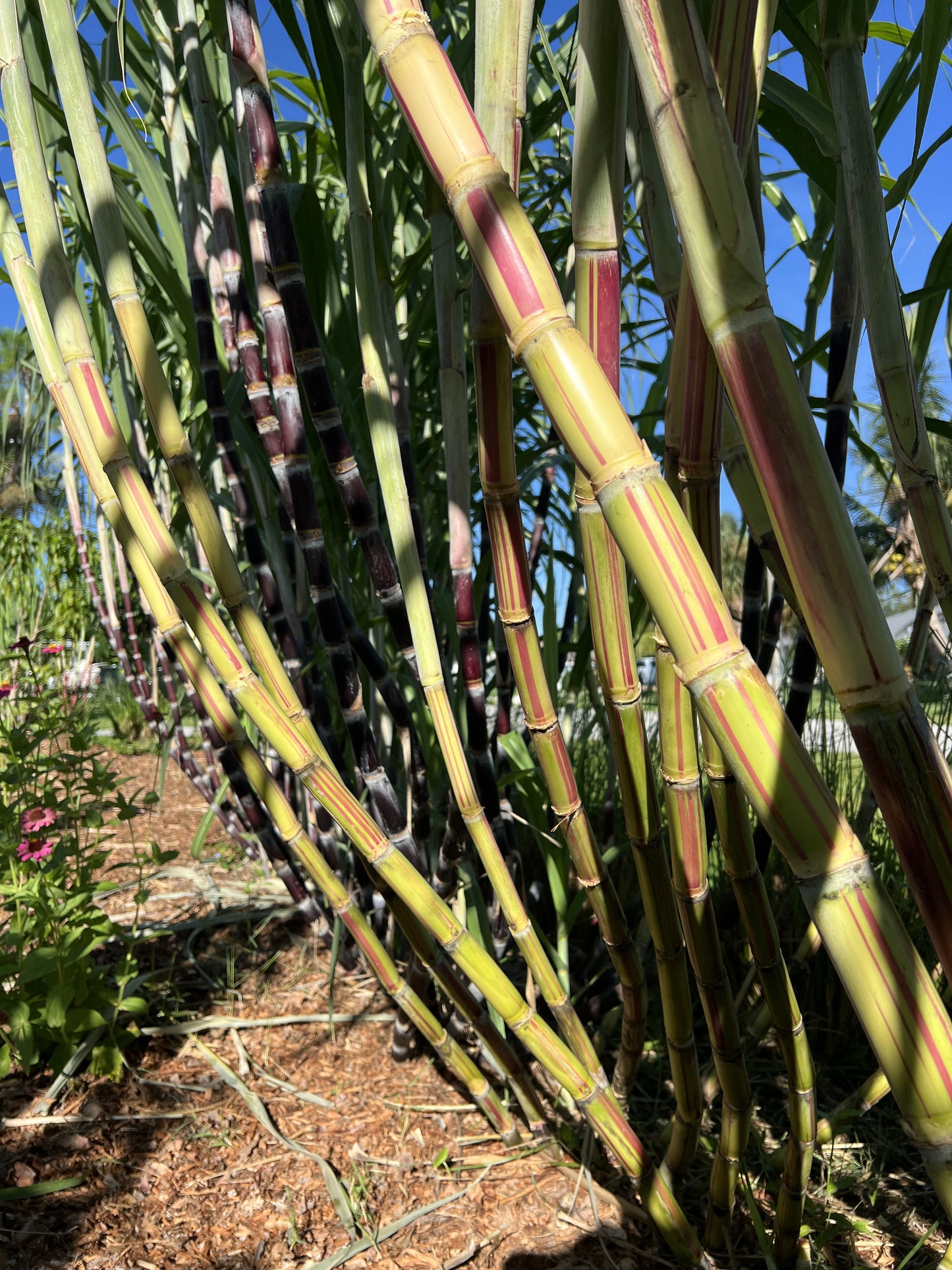 Jamaican Red Stripe Sugarcane