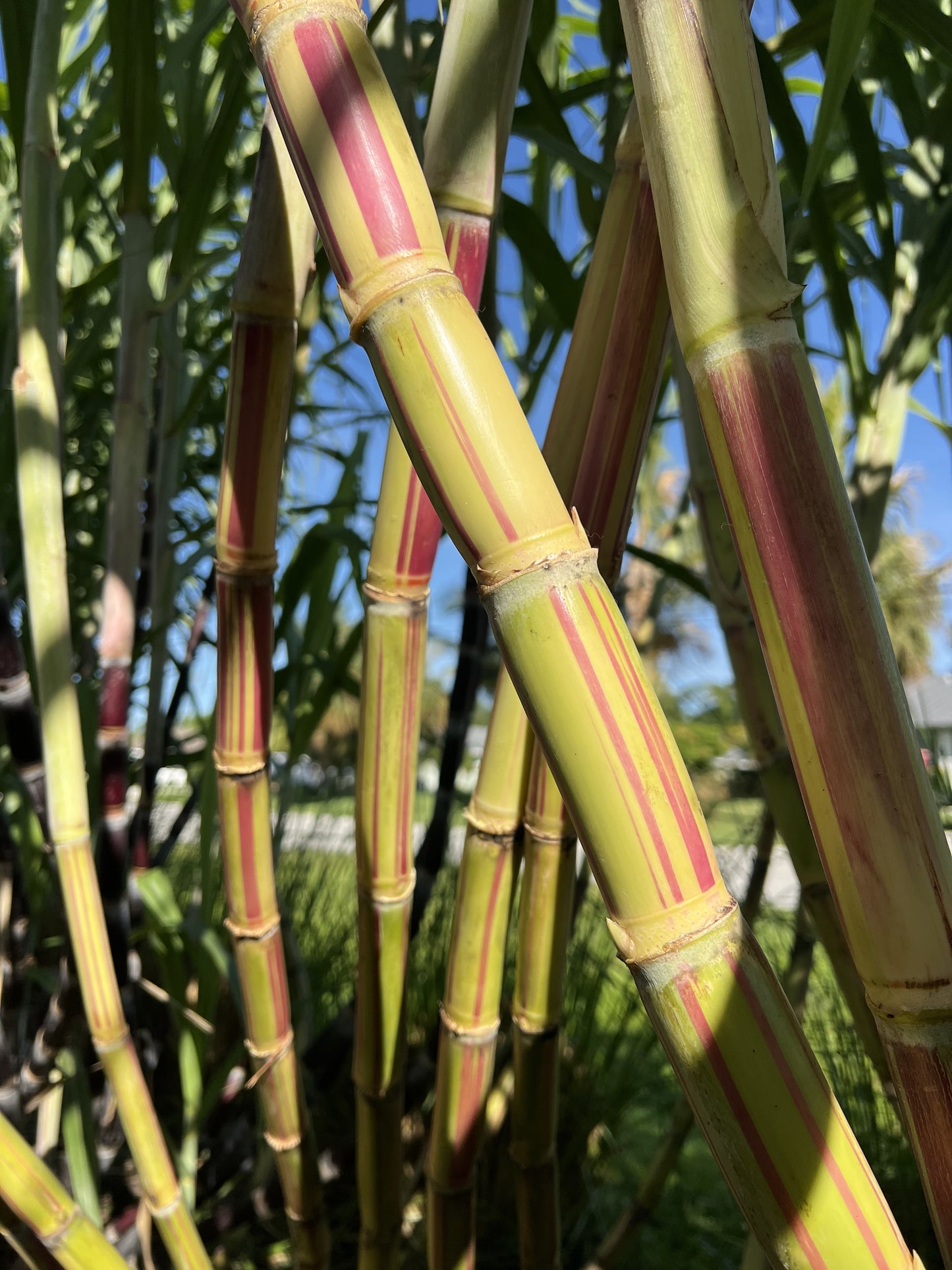 Jamaican Red Stripe Sugarcane