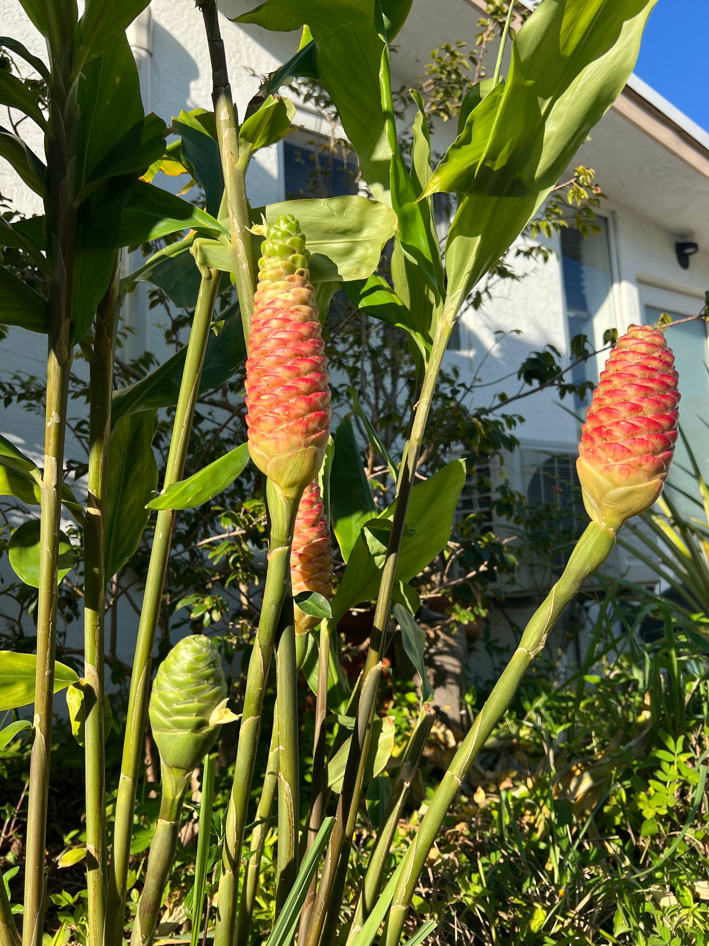Shampoo Ginger Root