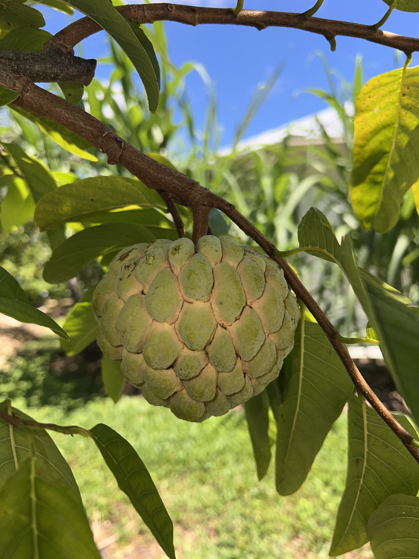 Sugar Apple Seeds