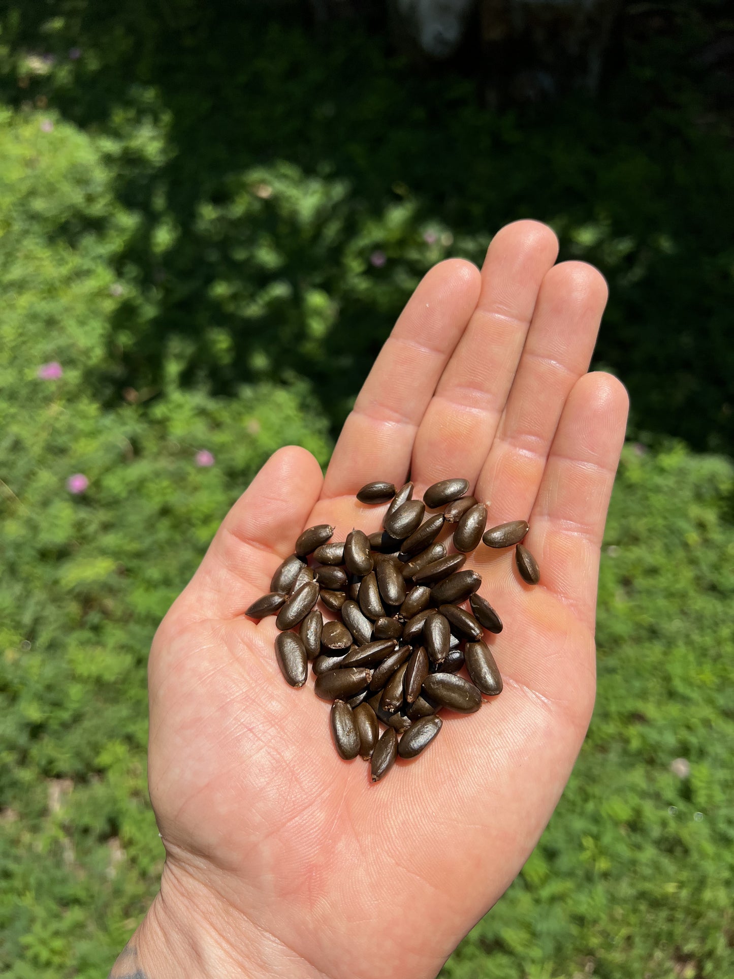 Sugar Apple Seeds