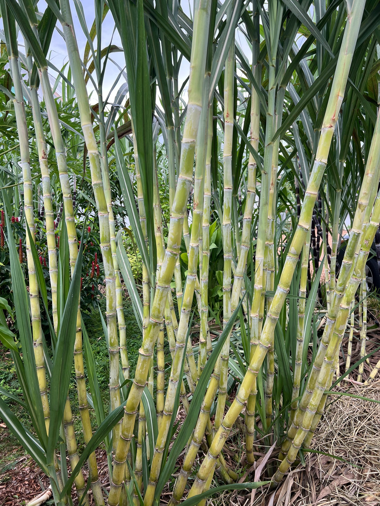 LA Green Sugarcane
