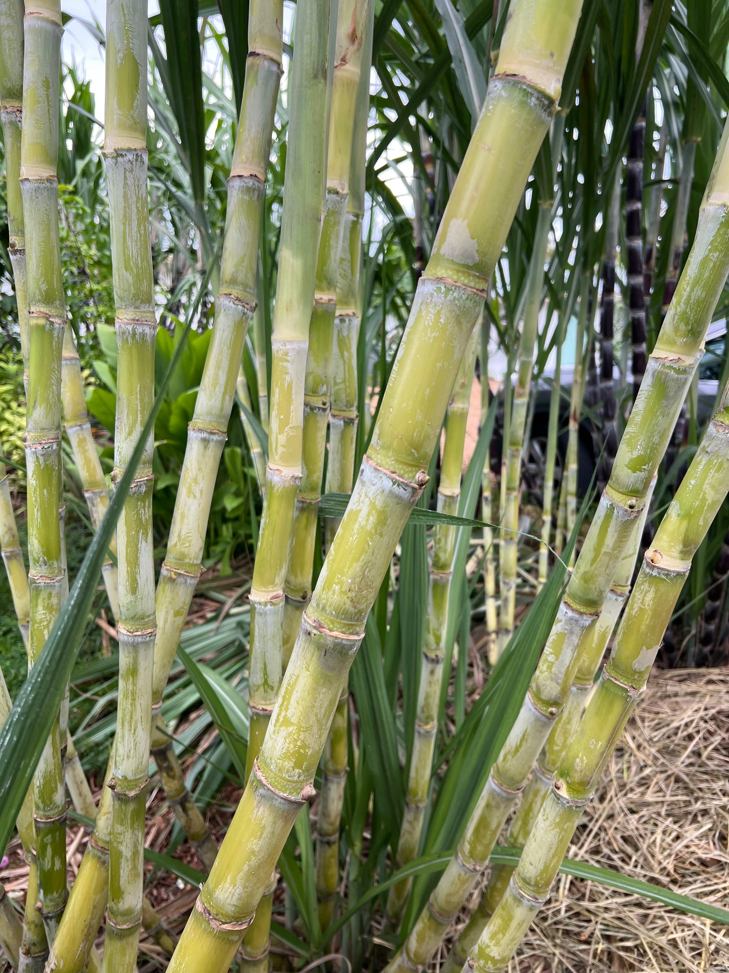 LA Green Sugarcane
