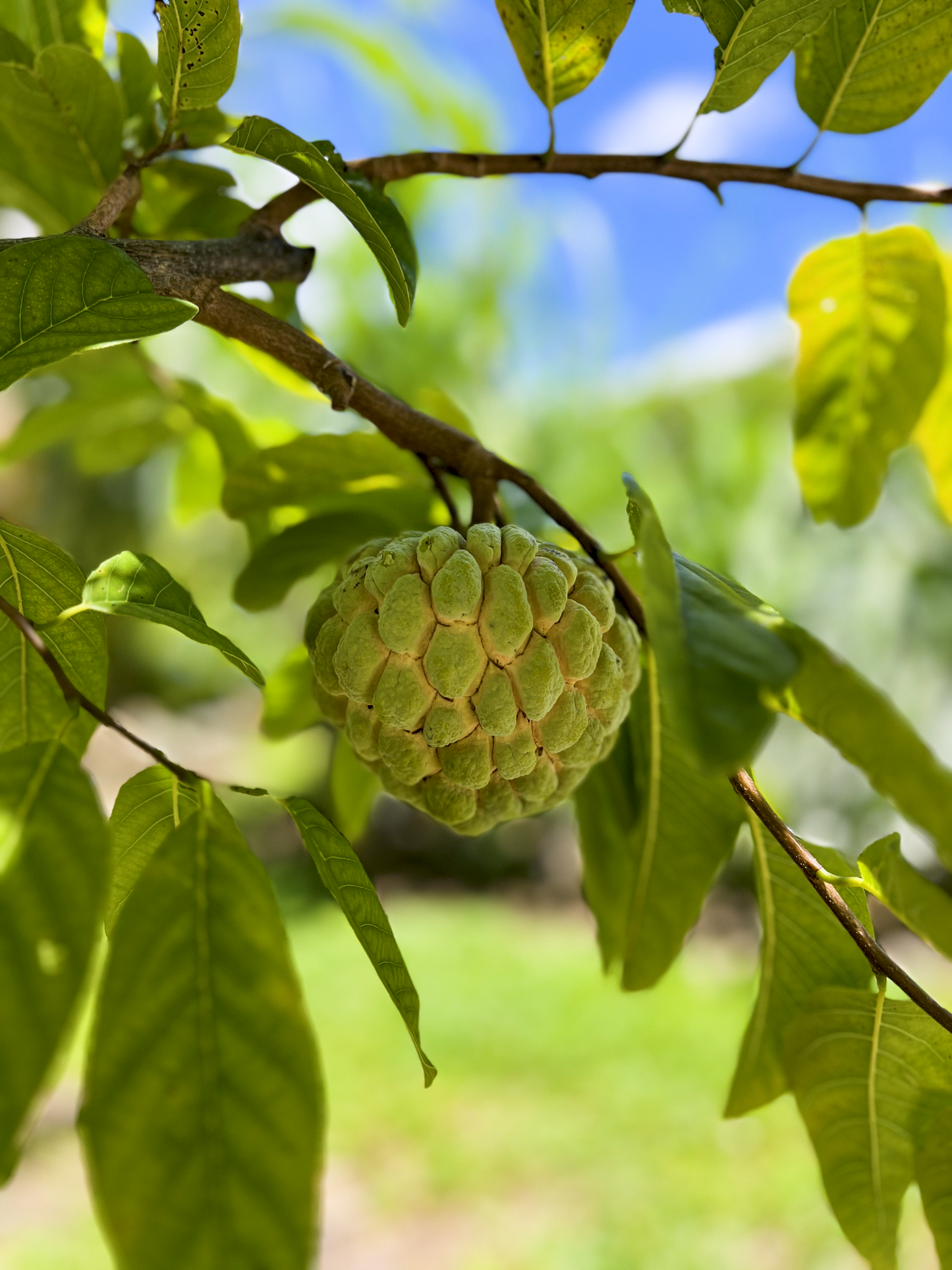 Sugar Apple Seeds