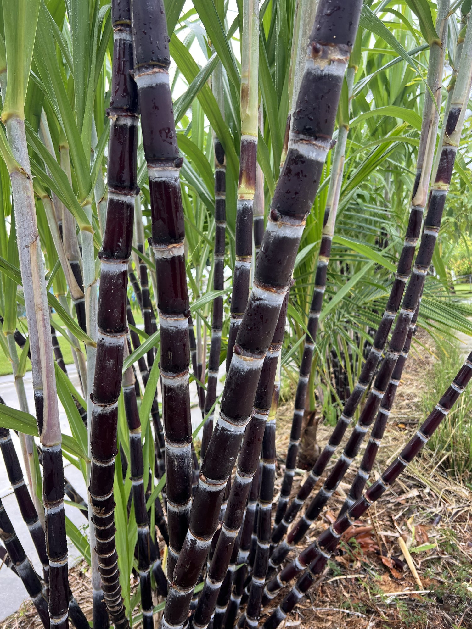 Sugarcane