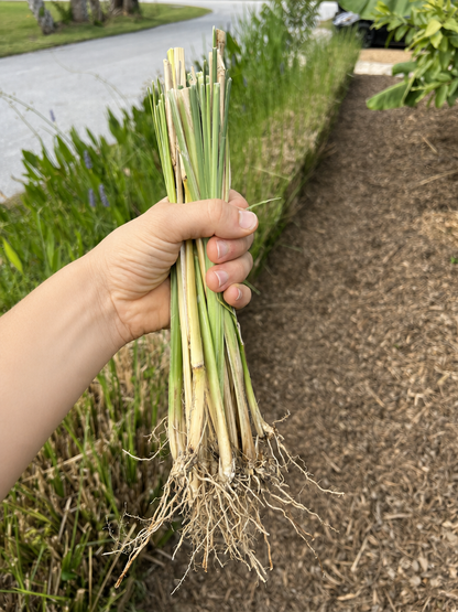 Vetiver Clumping Grass