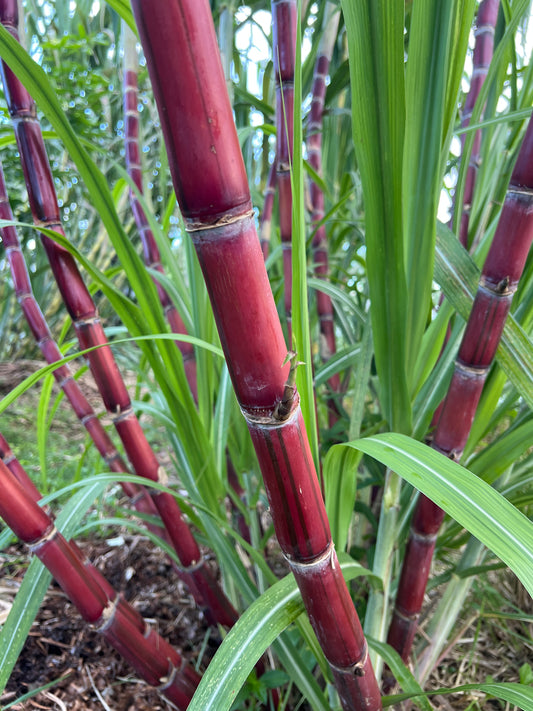 Kava Rangi Sugarcane