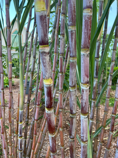 Black Innes Sugarcane