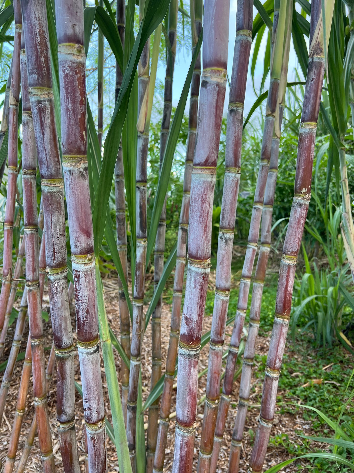 Black Innes Sugarcane