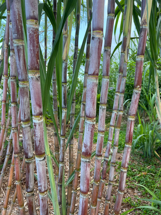 Black Innes Sugarcane