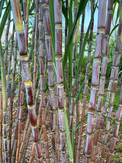 Black Innes Sugarcane