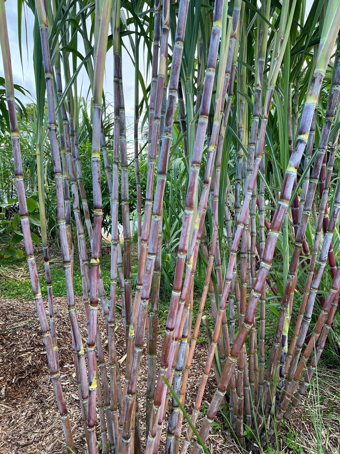 Black Innes Sugarcane