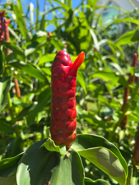 Spiral Ginger Root